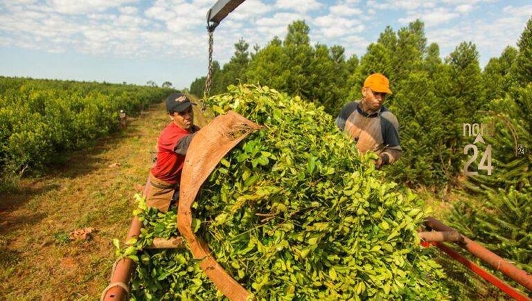 Productores de yerba mate alertan por la caída de ingresos y suba de combustibles