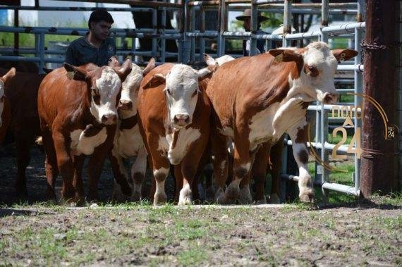 Producción: destacan oportunidades para Corrientes en el mercado internacional 