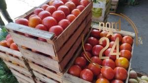 Tomateros de Goya reducen producción ante falta de rentabilidad 