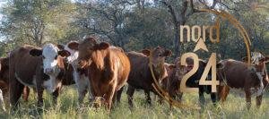 Santo Tomé: Productores denuncian robos de ganado y falta de respuestas