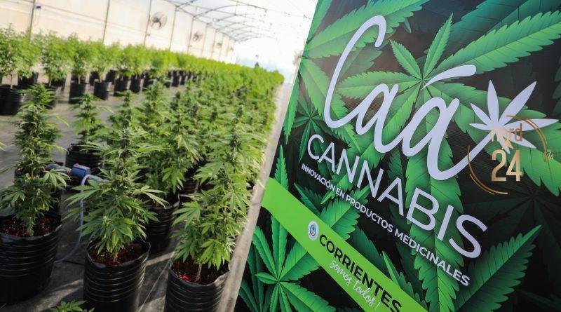 Cannabis medicinal en Corrientes: cómo se produce el aceite y quiénes pueden acceder 