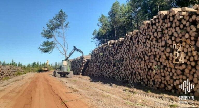 Aserraderos de Corrientes, afectados por costos y las lluvias 