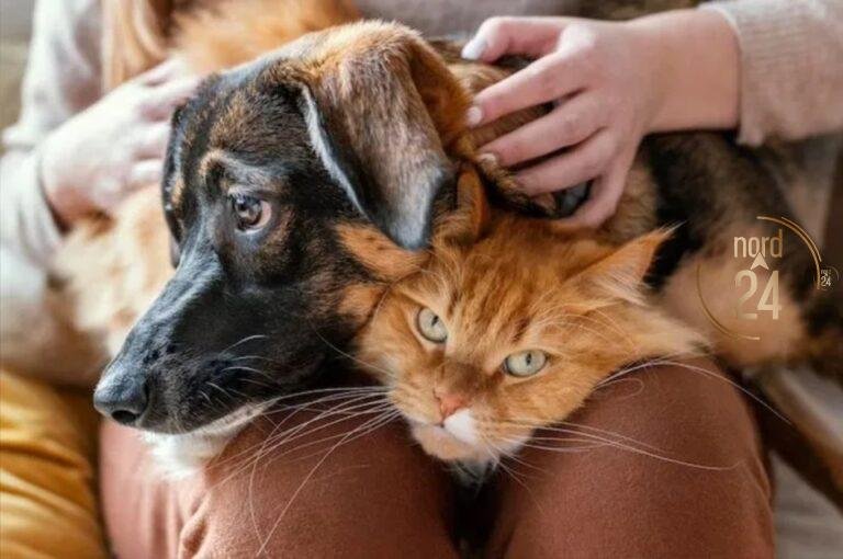 Primavera: un veterinario advierte sobre las alergias en perros y gatos 