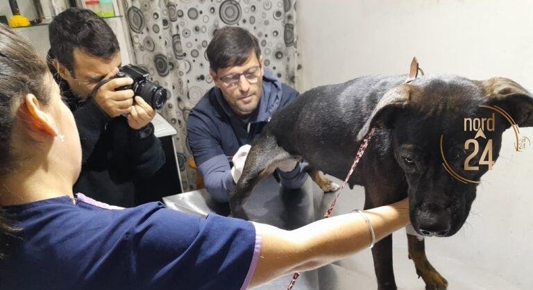 Caso Mohana: Confirman lesiones severas y leishmaniasis