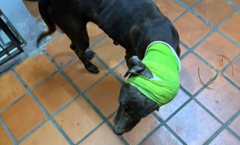 San Luis del Palmar: Detuvieron a un hombre por cortarle la oreja a un perro