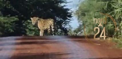 Nuevo avistaje de un yaguaraté cruzando una ruta en Misiones