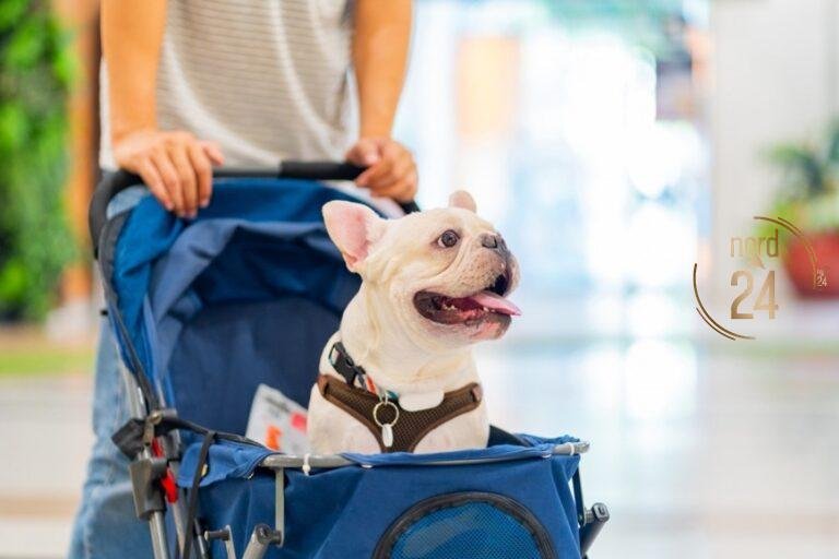 Veterinario advierte sobre los riesgos de “humanizar” a las mascotas 