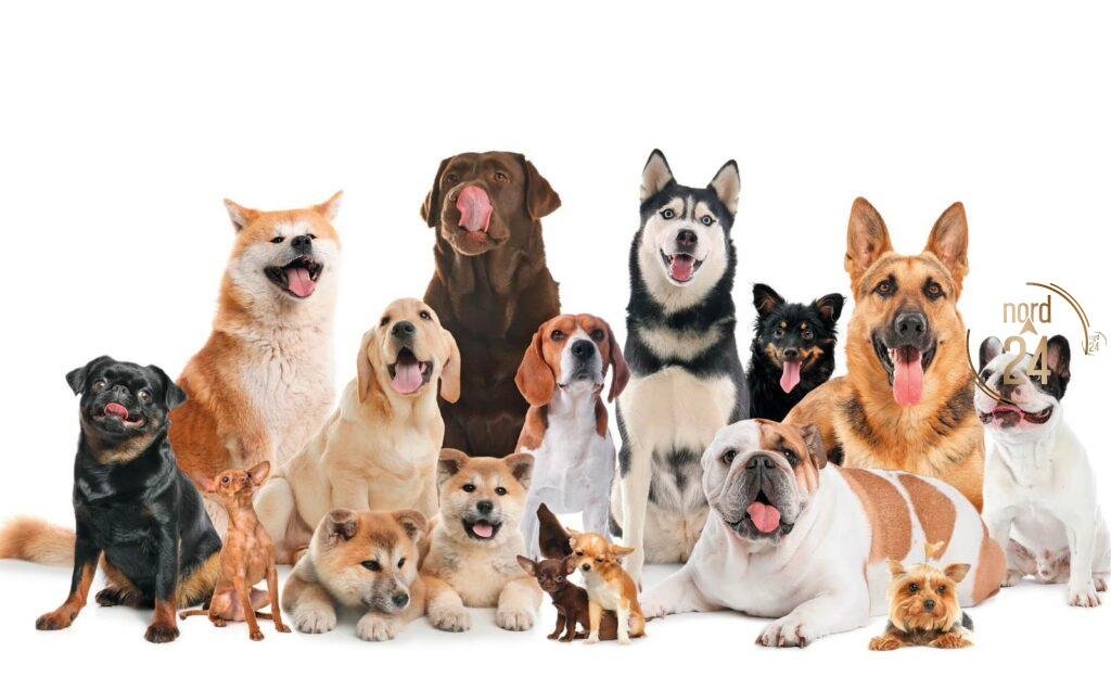 Día del Perro: ¿Cuándo no se debe tener un perro?