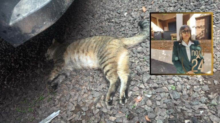 Corrientes: Denuncian presunto envenenamiento de más de 20 gatos