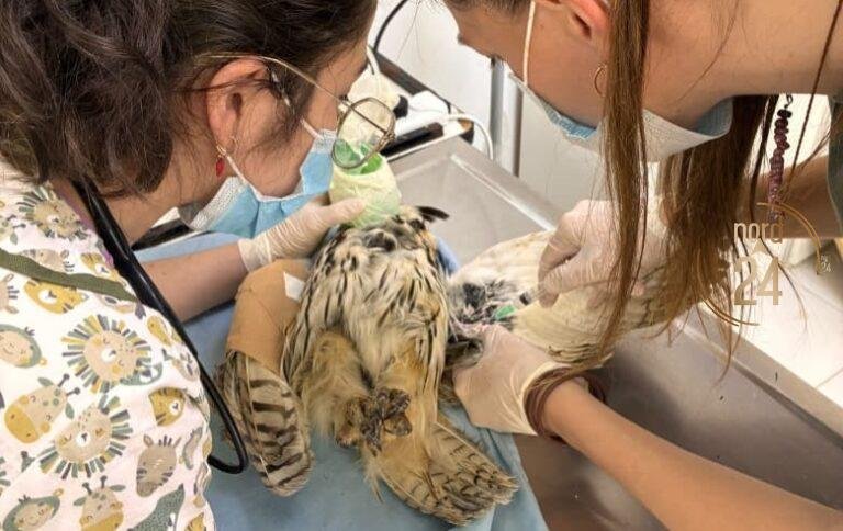 Corrientes: Piden concientización tras un nuevo caso de maltrato a fauna silvestre