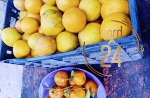 Santa Ana: Alertan que El Niño y La Niña podrían afectar a toda la producción regional
