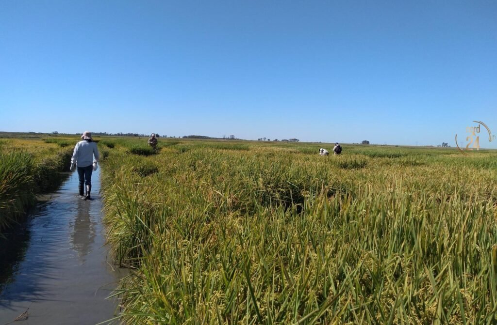 Corrientes: Estudio revela cómo un hongo propaga virus en el arroz