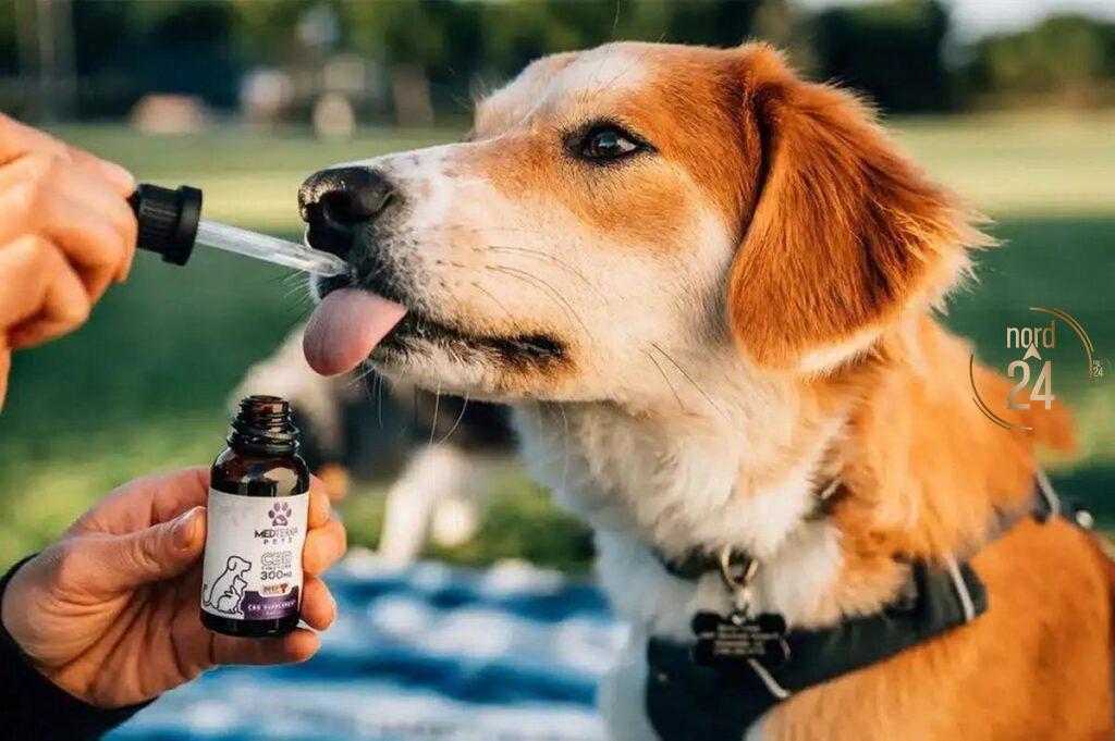Cómo funciona el cannabis medicinal en mascotas y qué enfermedades puede tratar