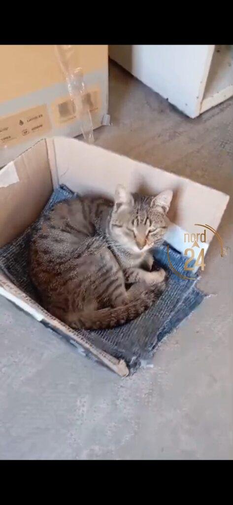 Maltrato animal: Denuncian que un penitenciario dejó gravemente herido a un gato