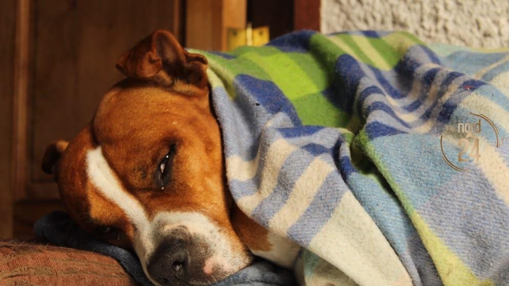 Hipotermia: Los riesgos del frío para animales domésticos y de producción
