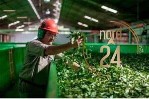 Yerba mate: preocupación de productores por los cambios en el INYM 