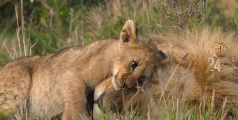 Una hazaña documental en África: siguieron durante cuatro años a una manada de leones