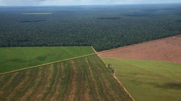 Ley de Tierras: Extranjeros podrán comprar hasta el 25% si avanza el proyecto