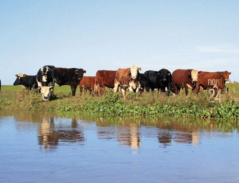 El exceso de lluvias inquieta al sector ganadero de Santo Tomé 