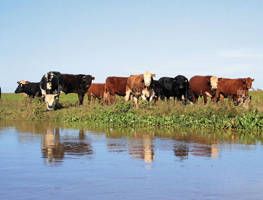 El exceso de lluvias inquieta al sector ganadero de Santo Tomé 
