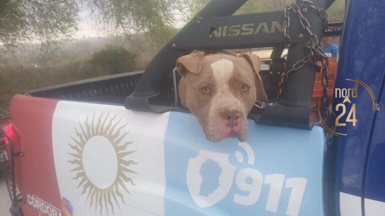 Muere un bebé de dos años por ataque de pitbull y es el segundo caso en pocos días
