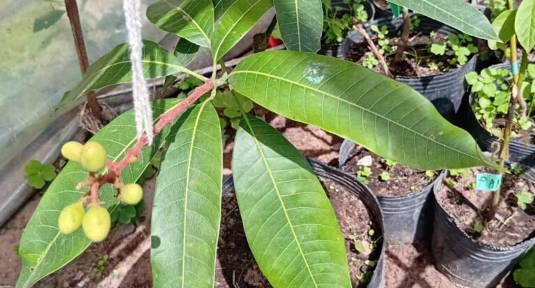 Santa Ana: Preocupación por la baja producción de aguaí