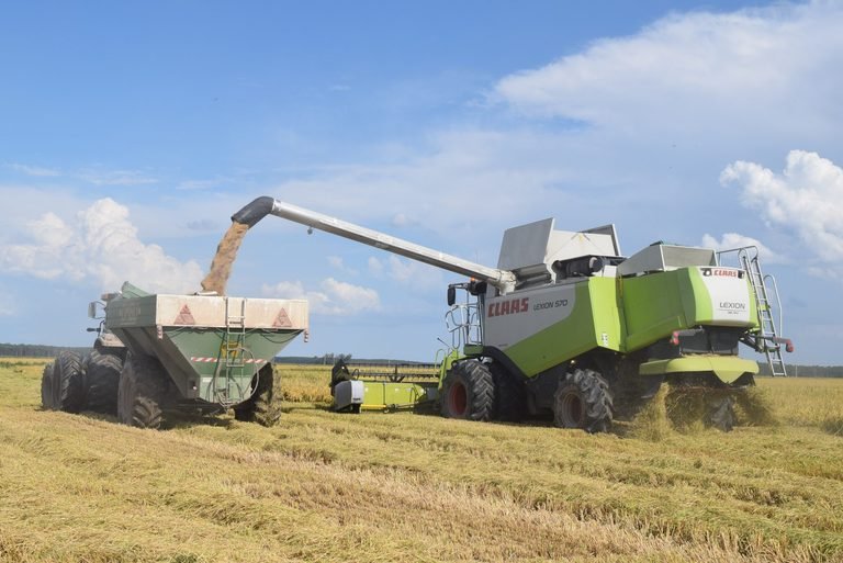 Productores de arroz adelantan la siembra por las lluvias 