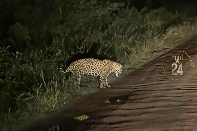 Corrientes: Capacitan a guías y vecinos por la presencia de yaguaretés 