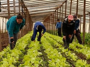 El Niño: productores hortícolas analizan el impacto en siembras 
